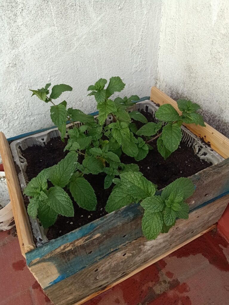 Just started a little roof garden kinda thing , Who is eating my mint and what are the white spots? Just started a little roof garden kinda thing , Who is eating my mint and what are the white spots?