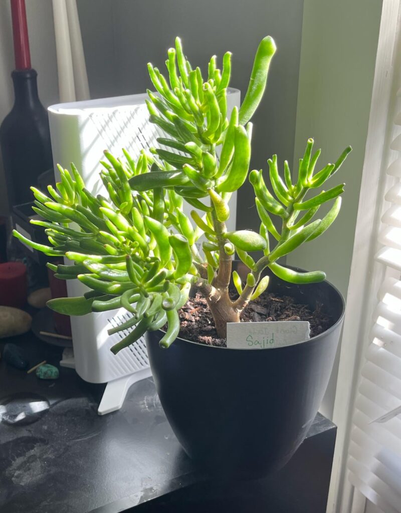 This is my son! This is my son!