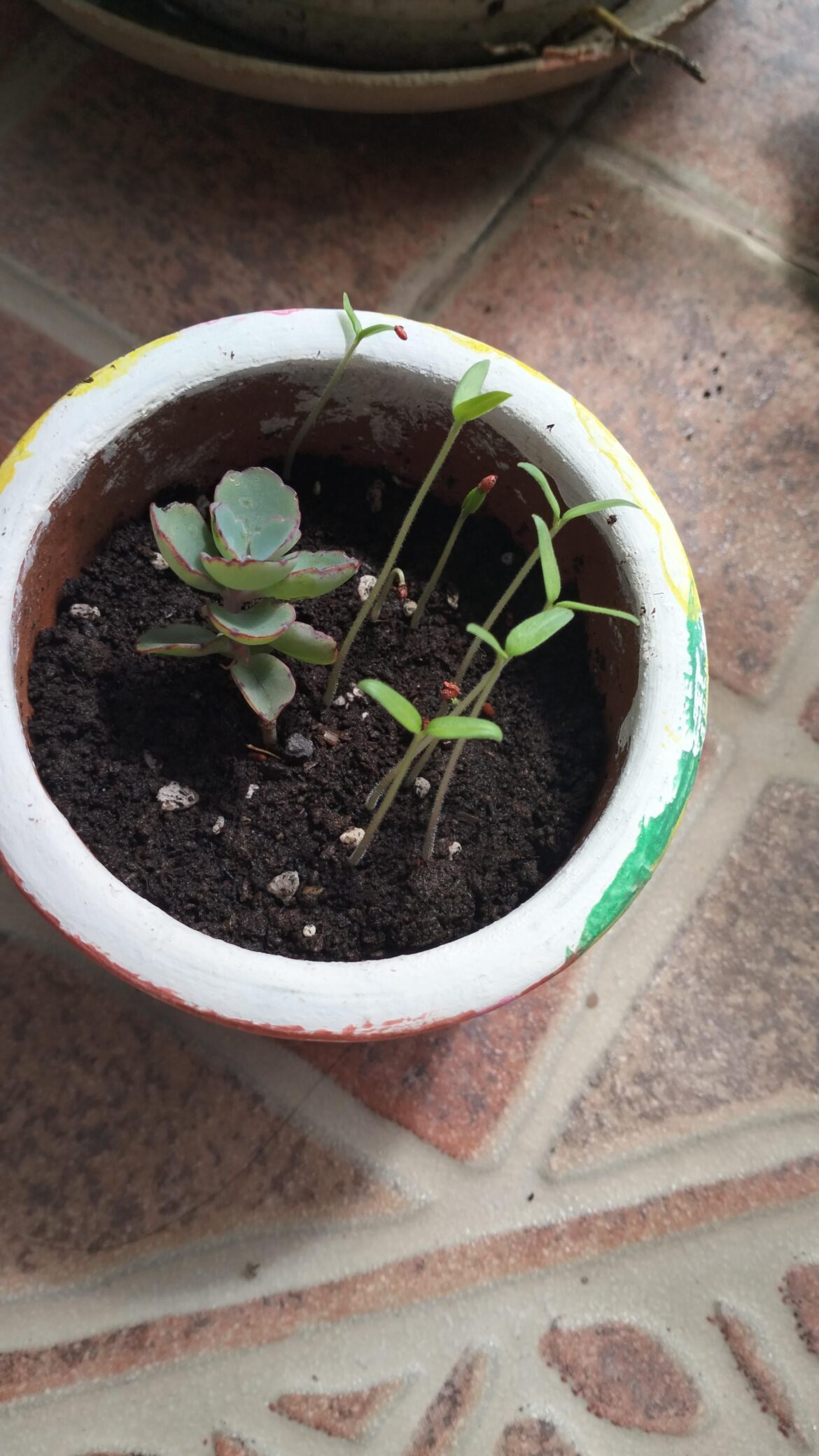 Different plant grew with my tomato plant Different plant grew with my tomato plant