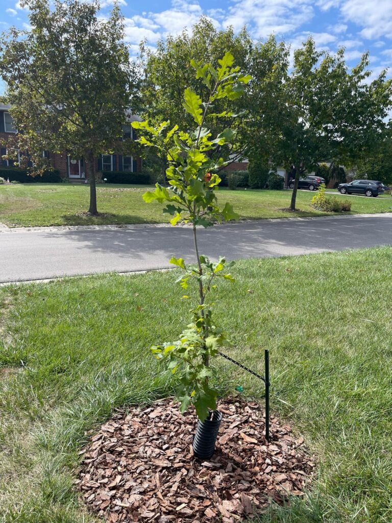New native plants: adds and replacements New native plants: adds and replacements