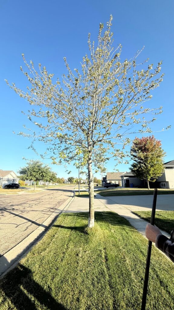 Why is the canopy of this maple so sparse?