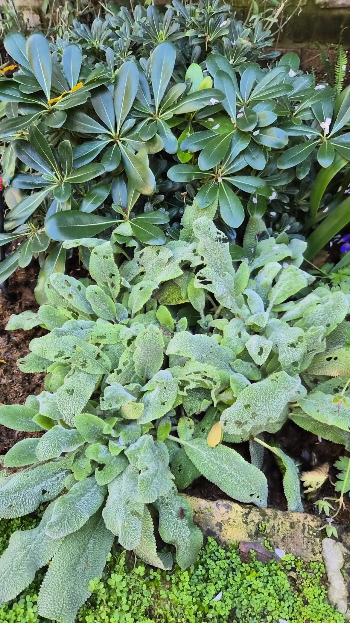 Woke up this morning to holes