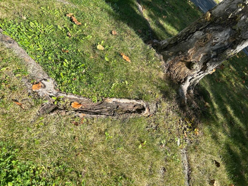 Is this tree too damaged/sick to repair? Any suggestions? Is this tree too damaged/sick to repair? Any suggestions?