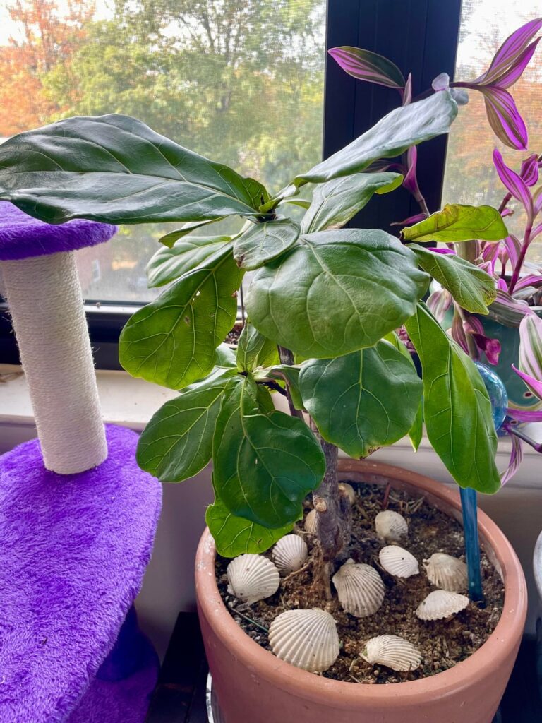 5.5ft tall FLF had one leaf left last year, cut it down to 4 inches and this is it 7 mo later (last pic is the top leaf I propagated)