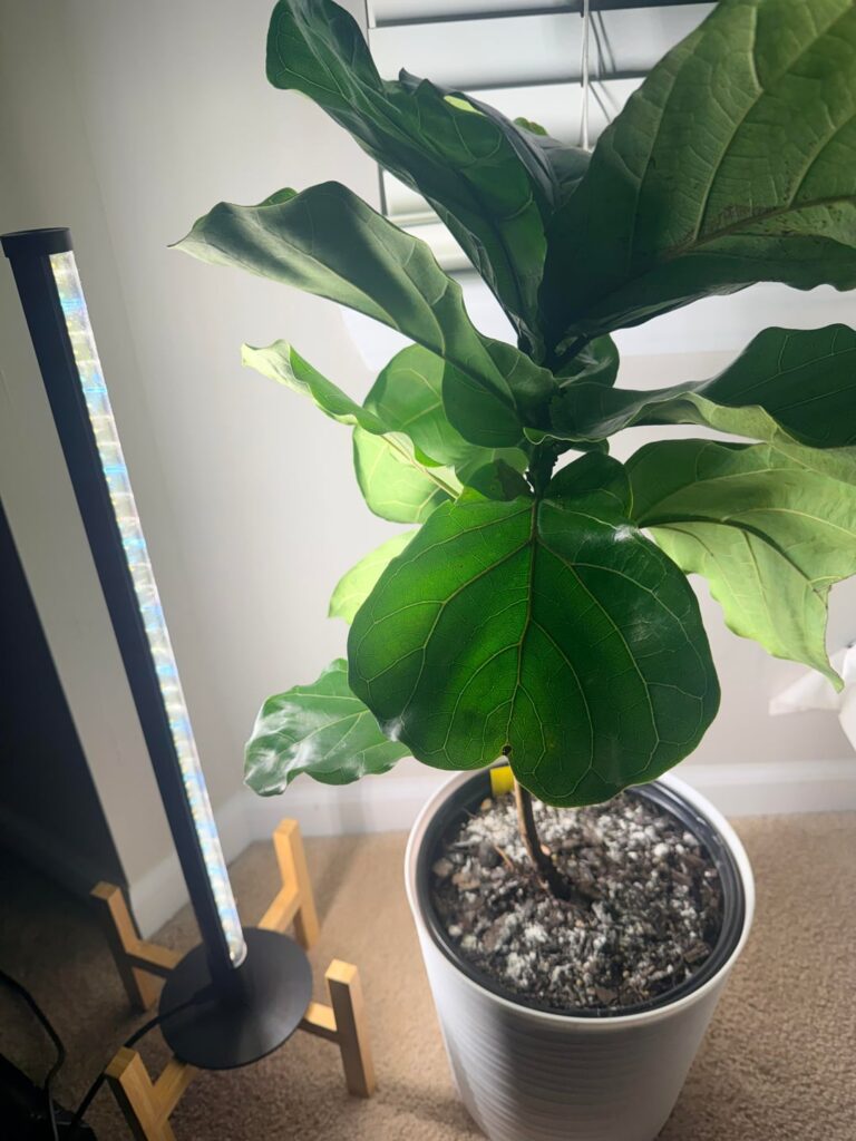 Please help! Sick Fiddle Leaf Fig!!
