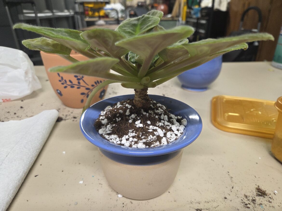 Just repotted an AV with more perlite. Will it do okay?