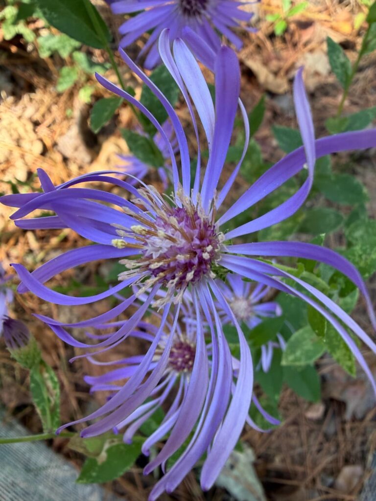 Been waiting all year for these (Georgia Aster) Been waiting all year for these (Georgia Aster)