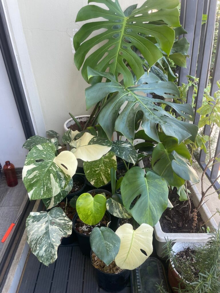 My monsteras