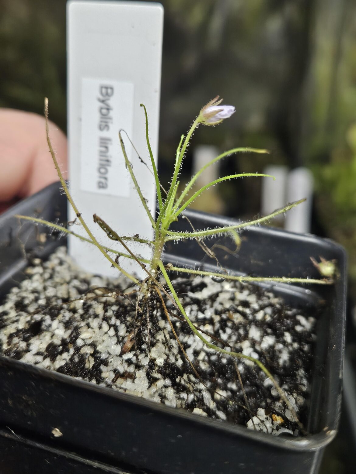 My first byblis liniflora