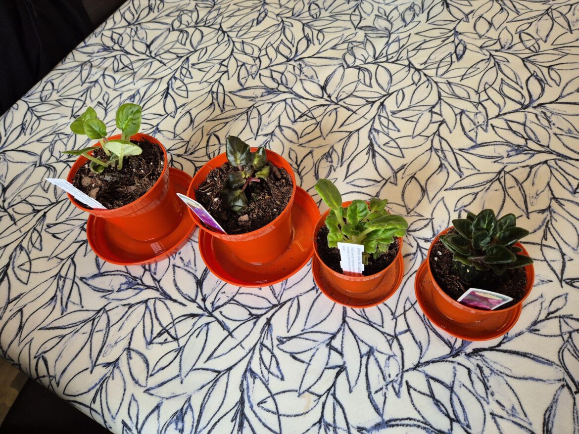 Latest arrivals