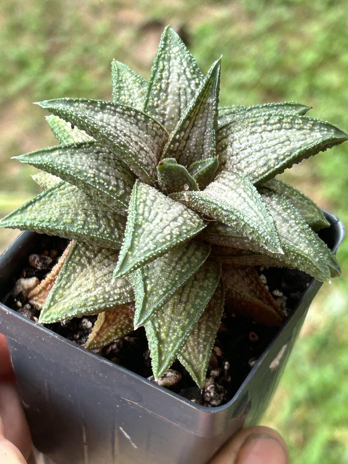 New acquisition this week.