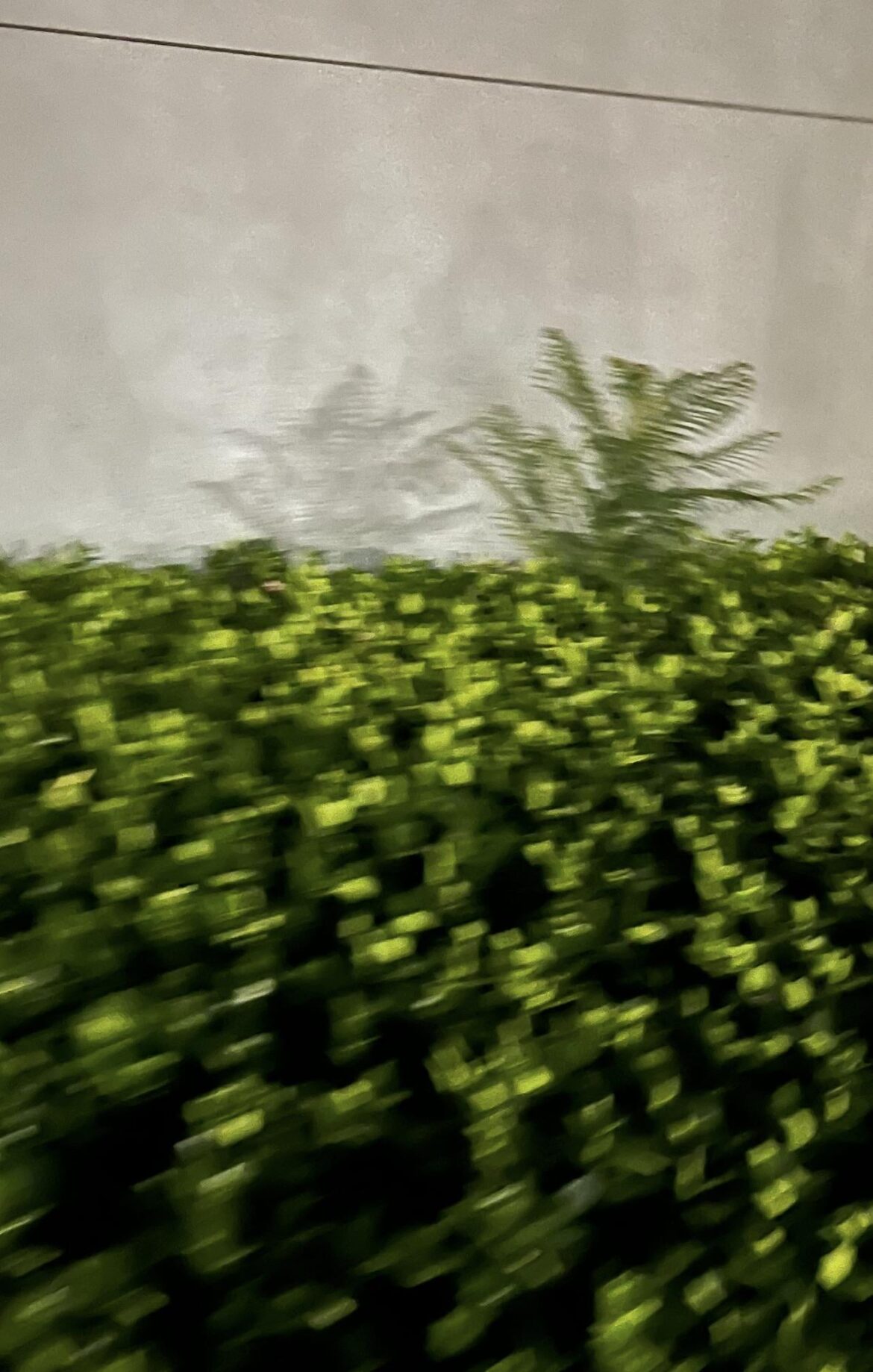 Any chance I can pull this young jacaranda tree out of the bush and keep it alive?