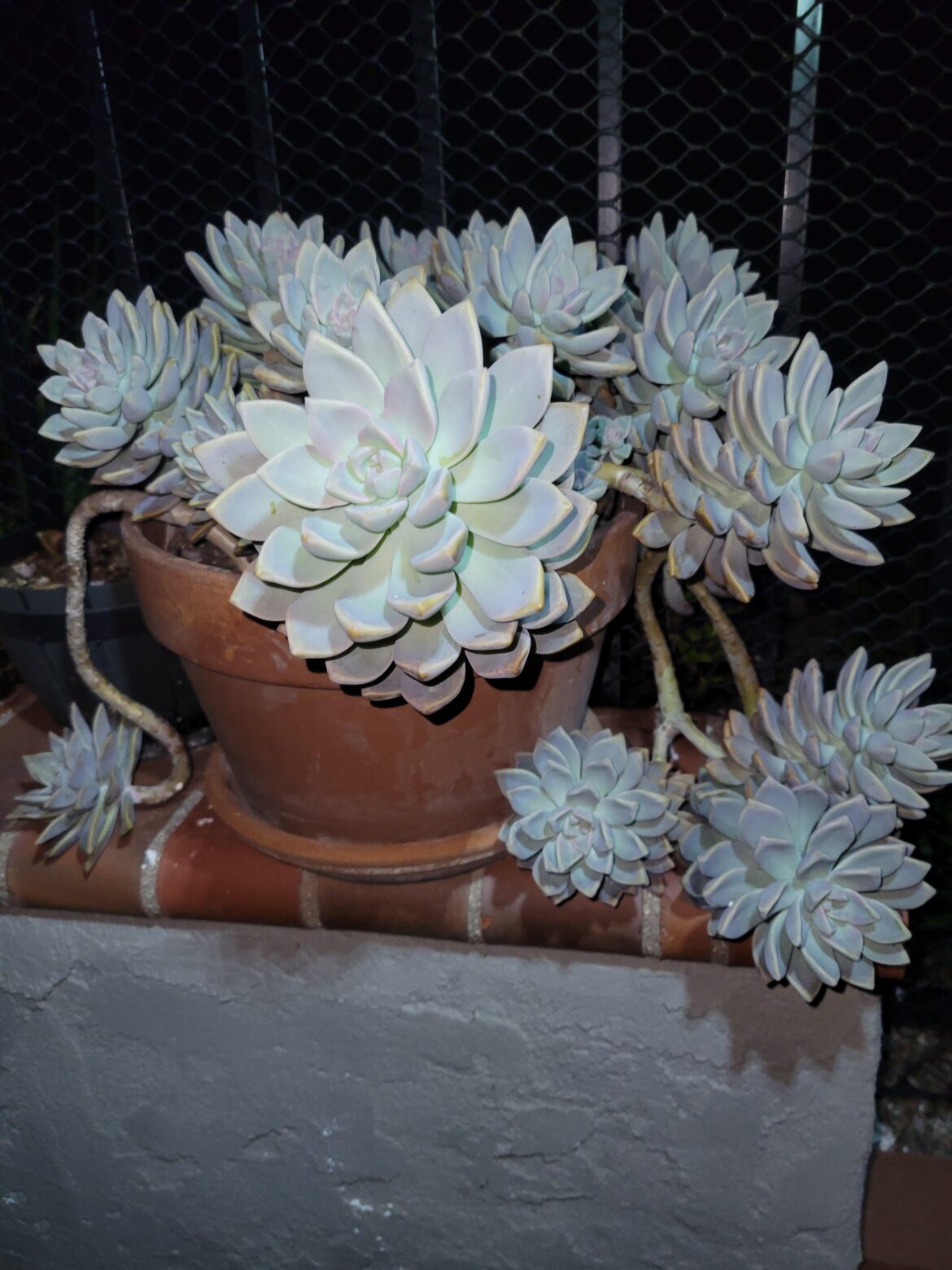 These things at night look so vivid