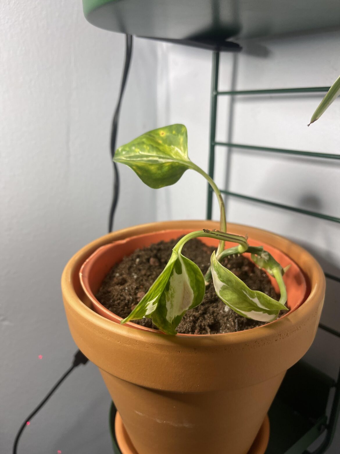 Pothos not growing, wondering how I can change set up! Pothos not growing, wondering how I can change set up!