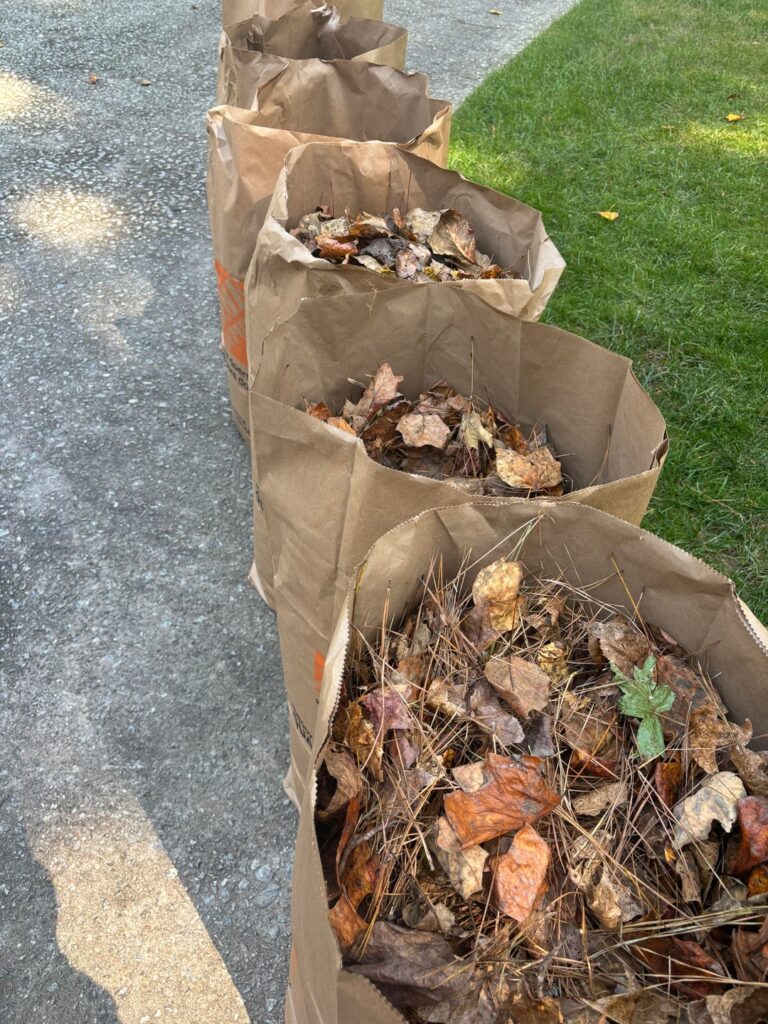 Was feeling good after cleaning up 6 bags worth of leaves off the lawn but then I looked up