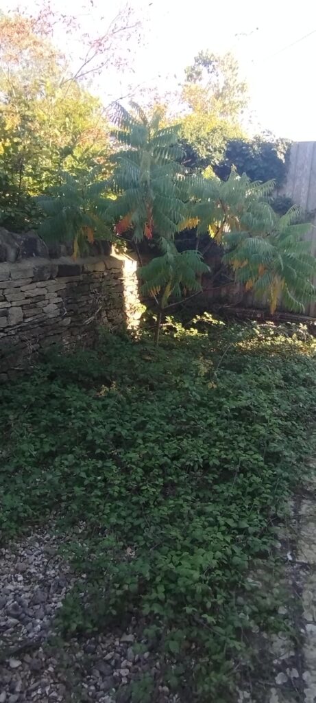 What tree is this? And can I safely move it?