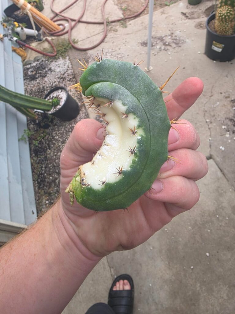 Time to plants this House Spirit once it dries. Gotta head start with arial roots. Dusted with Honeybear Hormone for that extra 💥