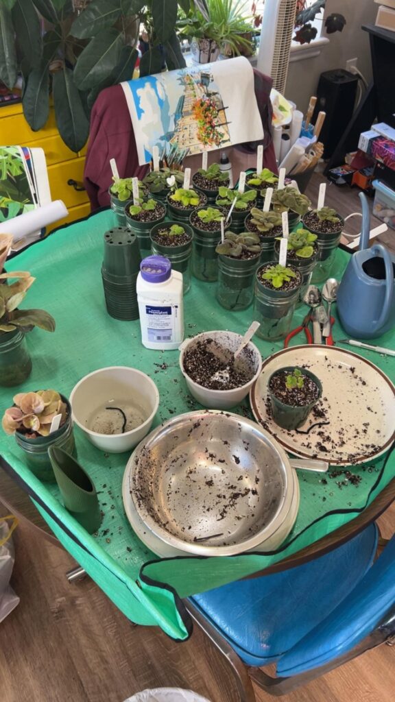 A lovely African Violet and Petrocosmea repotting day