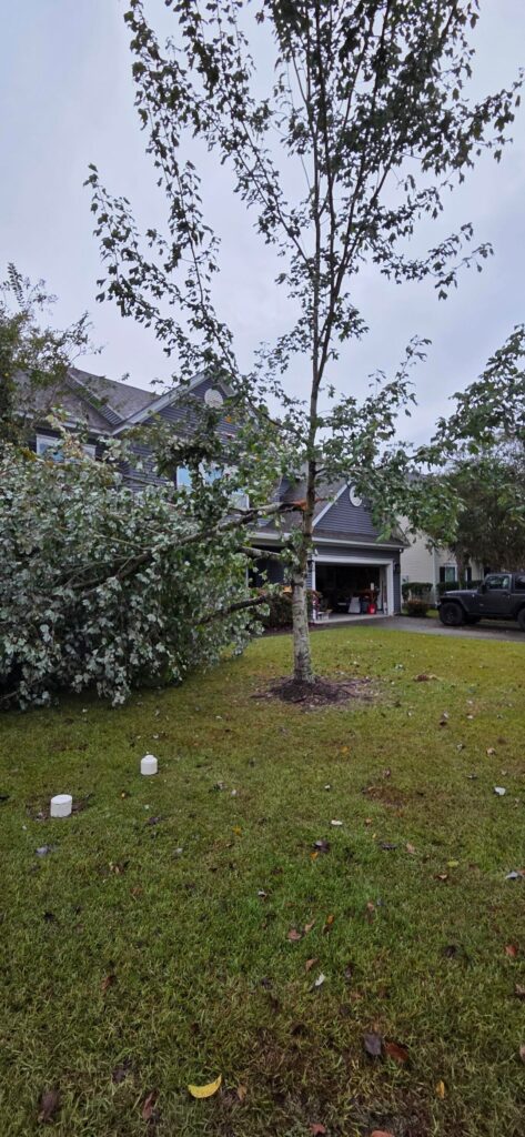 Maple snapped in half, any hope of saving it? Maple snapped in half, any hope of saving it?