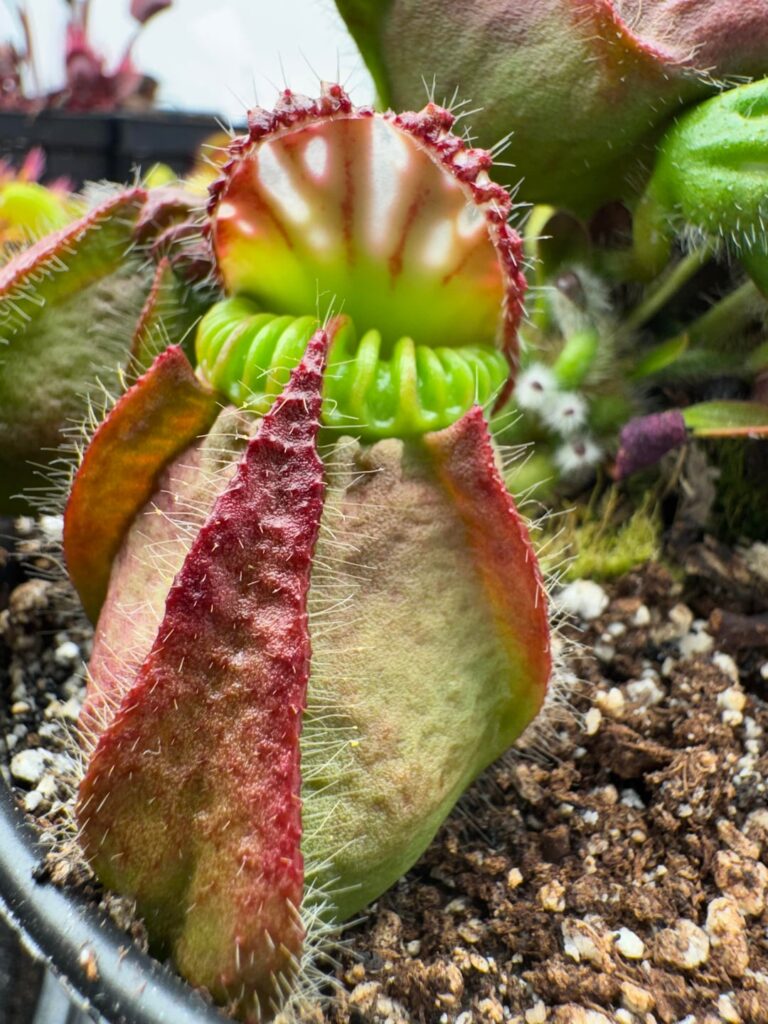 Cephalotus Variation