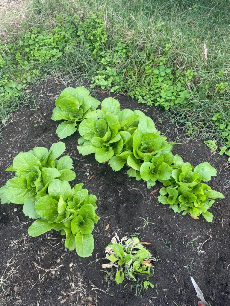 Growing Napa cabbage. Didn’t thin it out how and when I should have. What should I do now?