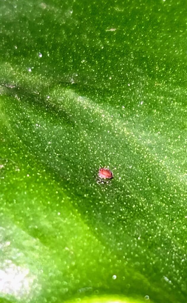 What is going on with my Swiss Cheese plant?! What is going on with my Swiss Cheese plant?!