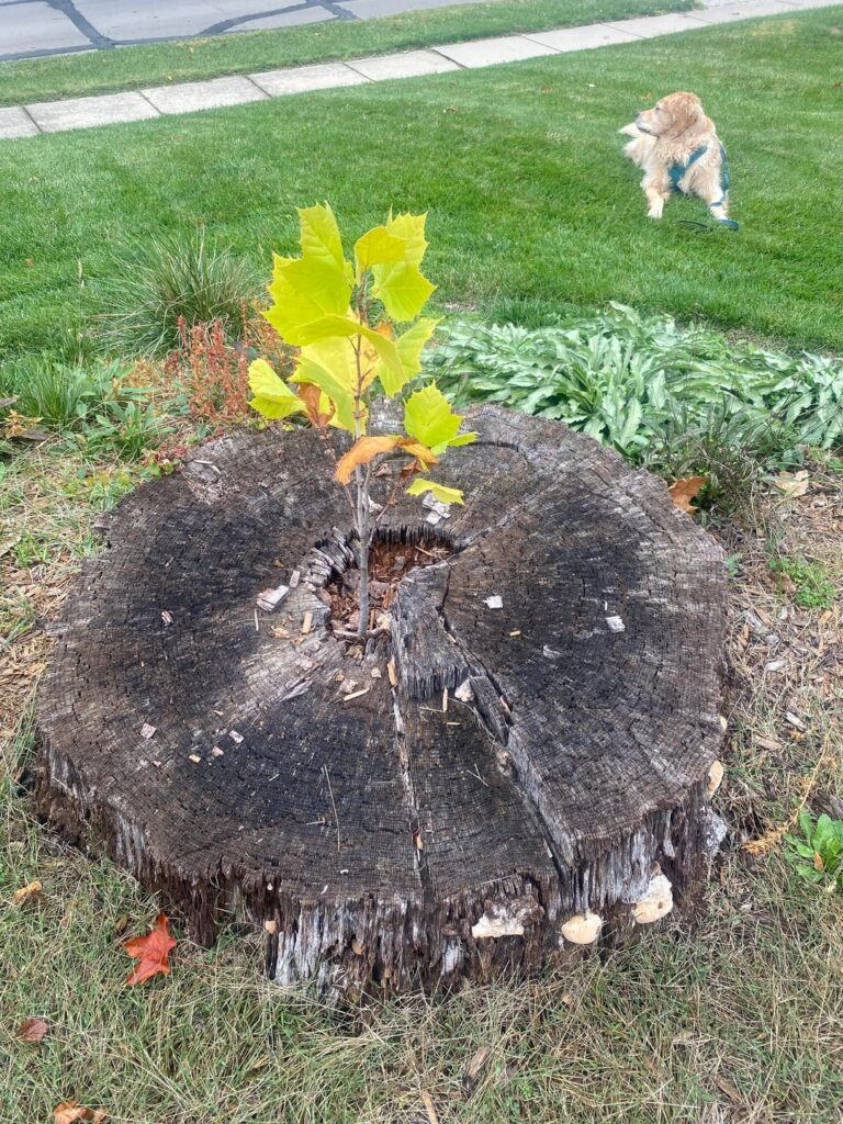 Fall Update: our tree stump sycamore is still thriving!