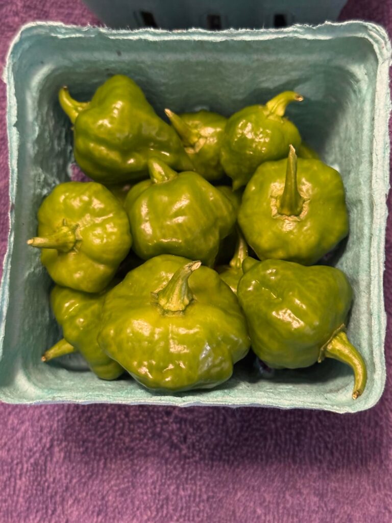 Need help identifying these babies please