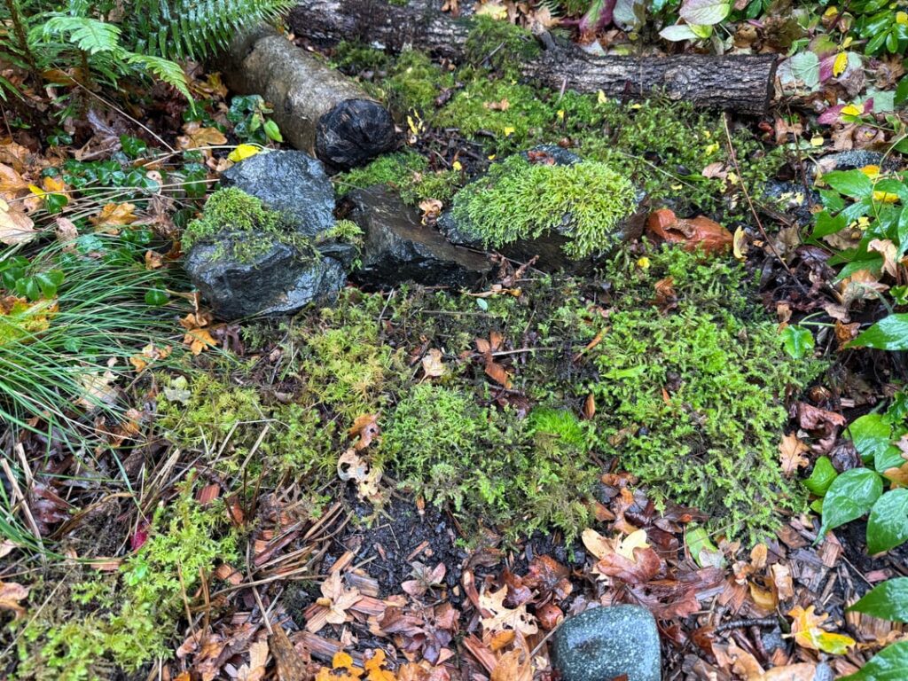 The kind of native plant gardening that gets me through winter