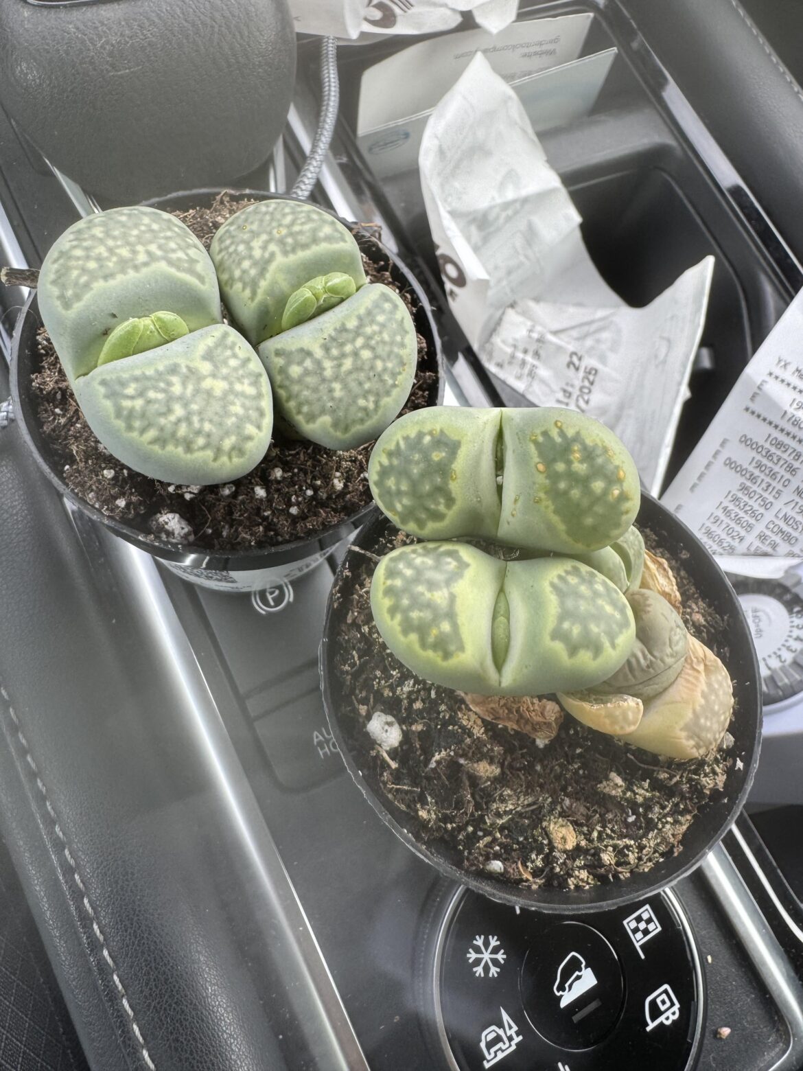 Okay to repot if blooming?