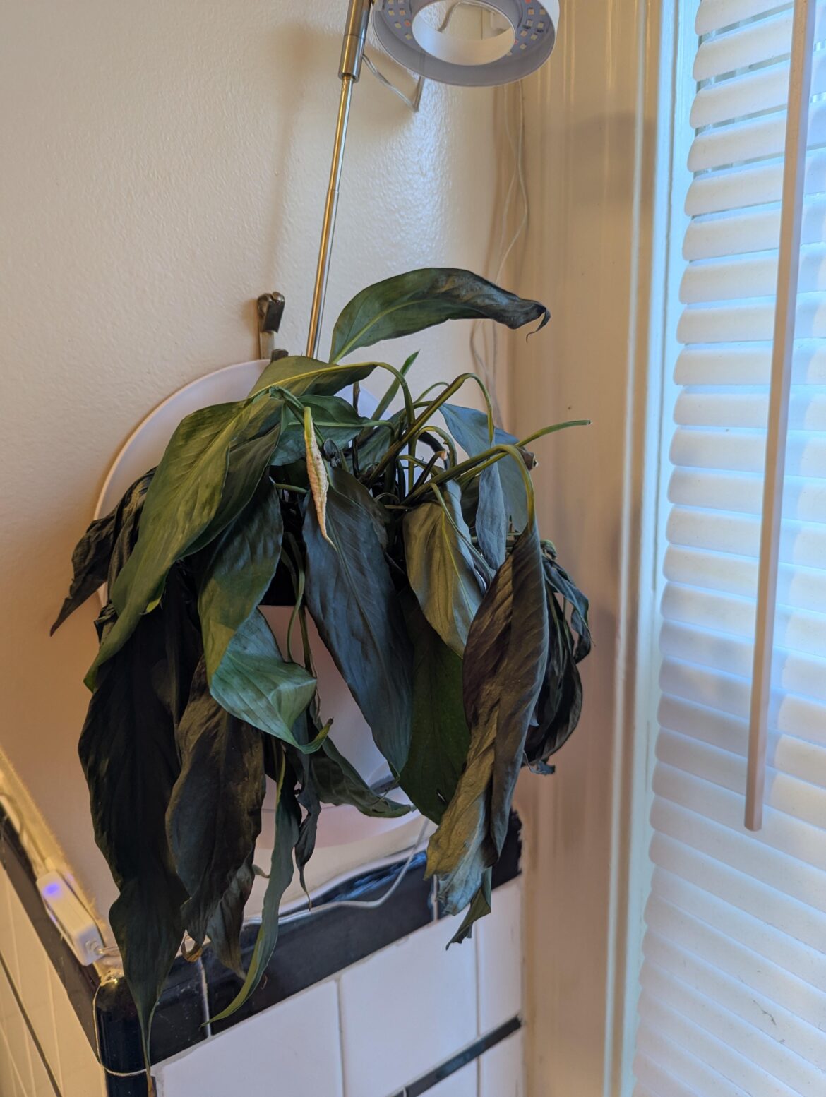 How can I revive my Peace Lily?