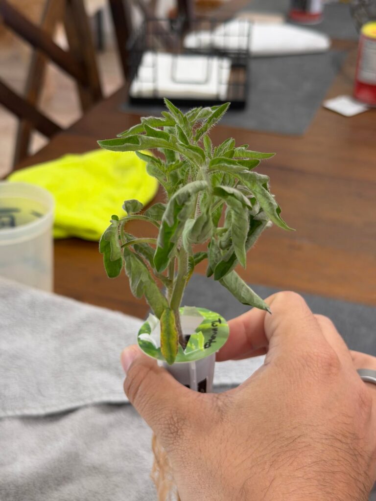 Help 🥲 newbie hydroponics