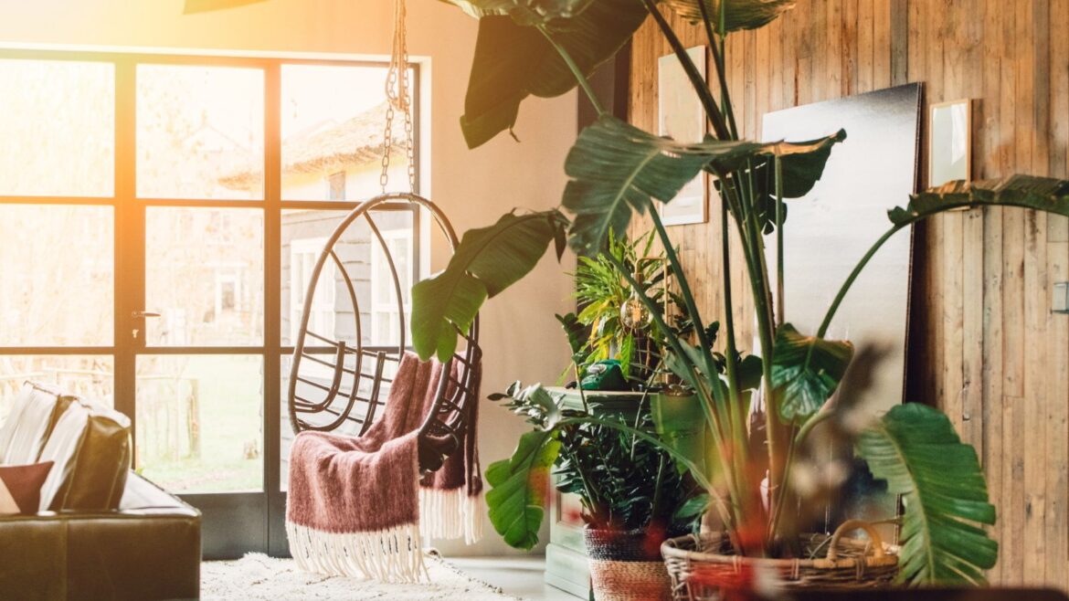 Red Flags When Buying Houseplants: 5 To Look Out For Feng Shui houseplant mistakes