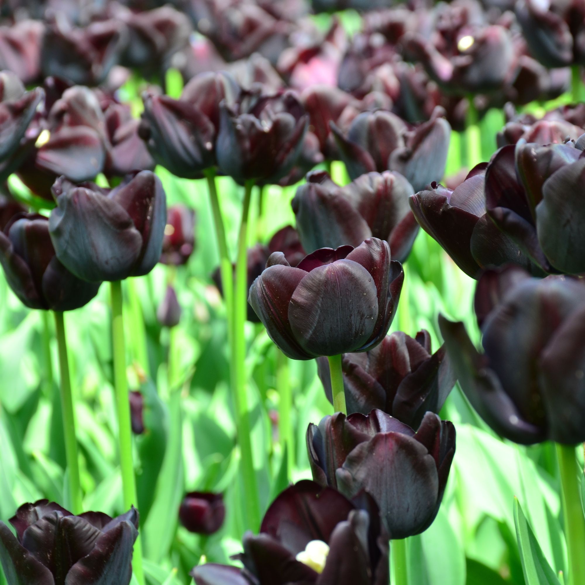 Tulip 'Queen of Night' flowers
