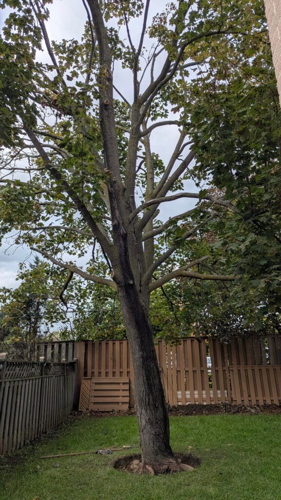 Exposed the root flare and unearthed some trunk rot. Leave it exposed or mulch before winter? Exposed the root flare and unearthed some trunk rot. Leave it exposed or mulch before winter?