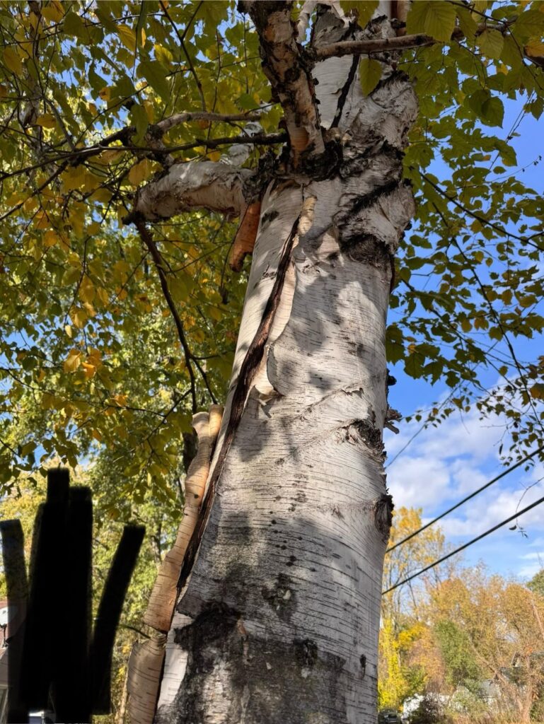 Cracked birch tree Cracked birch tree