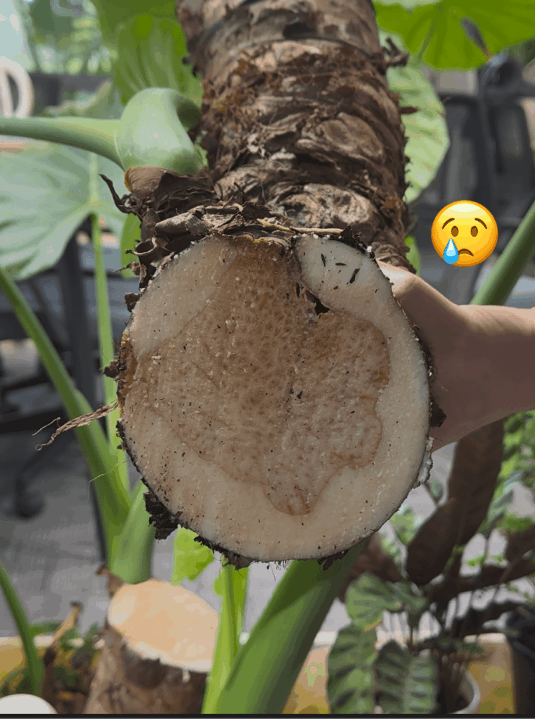 RIP my Alocasia… sending her into surgery RIP my Alocasia… sending her into surgery