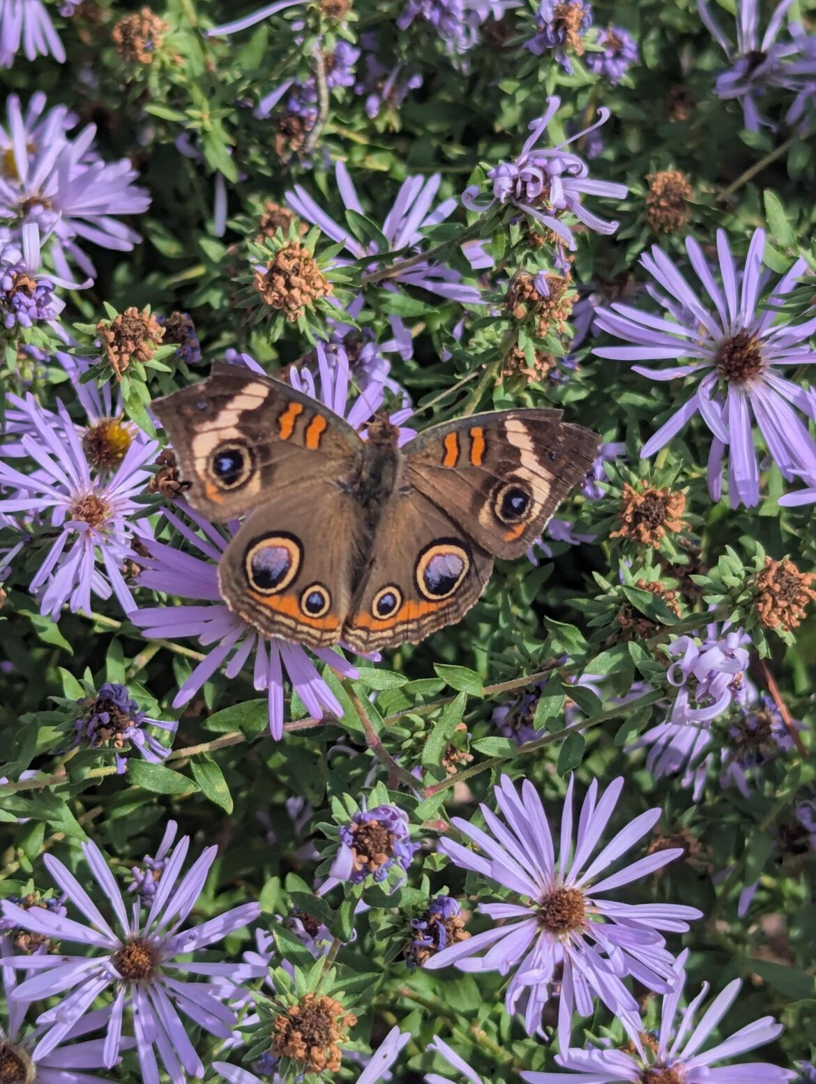 Caught this picture yesterday of a common buckeye on an aromatic aster.