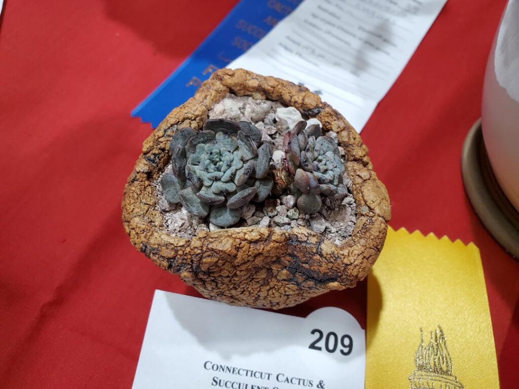 Echeveria sp. 'Conostar' show entry