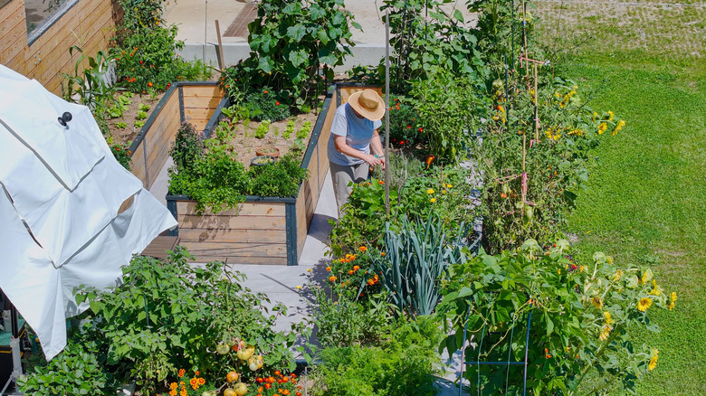 Female gardener tending to her plants