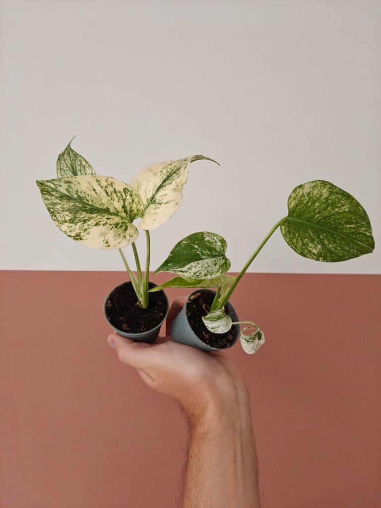 Which Monstera Mint should I keep?