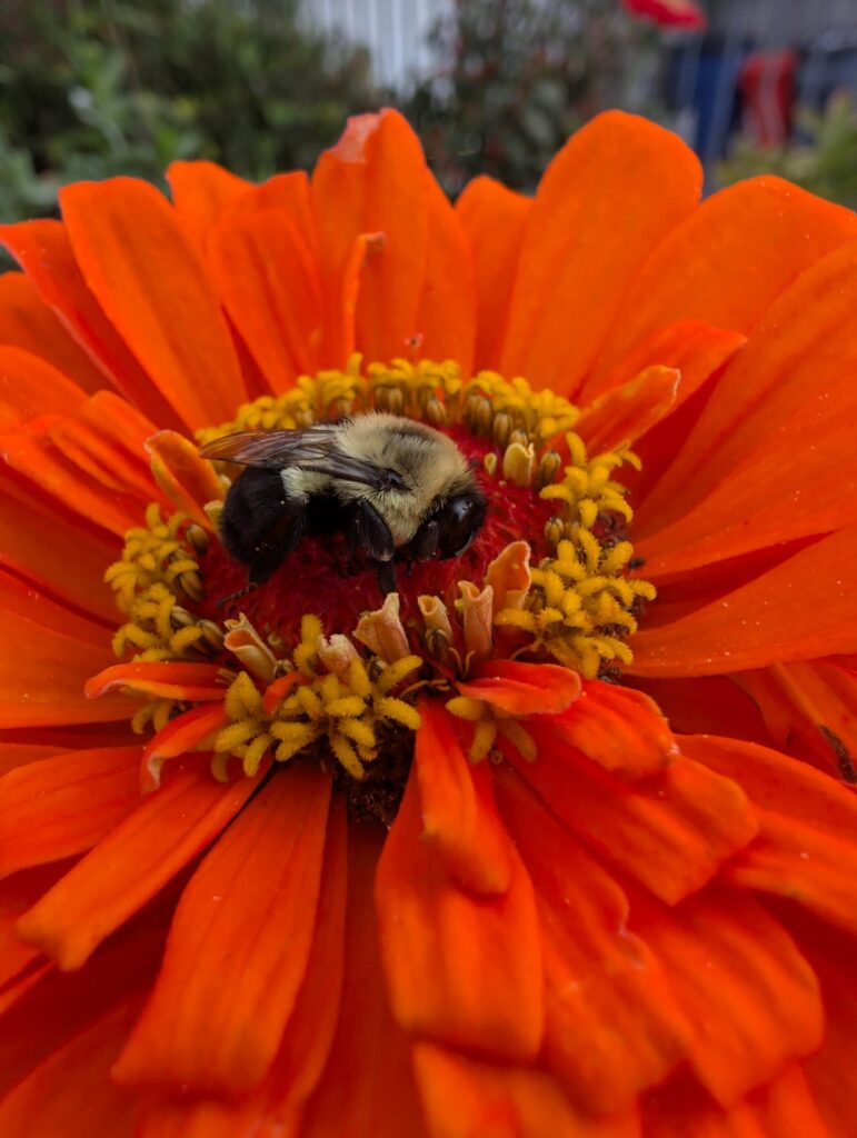 love it when bees nap right in the center of my flowers