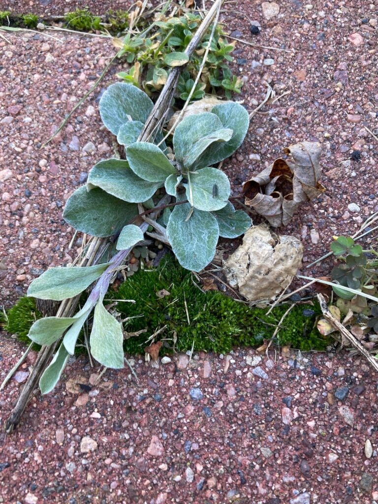 Prairie pussytoes growing wherever tf they want and I’m here for it Prairie pussytoes growing wherever tf they want and I’m here for it