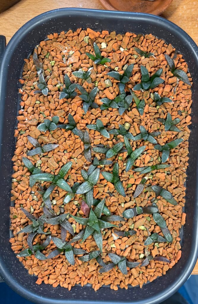 Seedling progress (1.5 year mark)