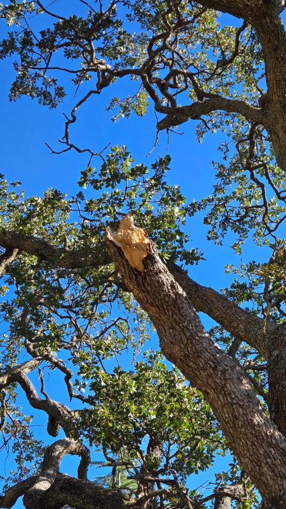 Should I cut this limb down to branch collar on this Heritage Oak? Should I cut this limb down to branch collar on this Heritage Oak?