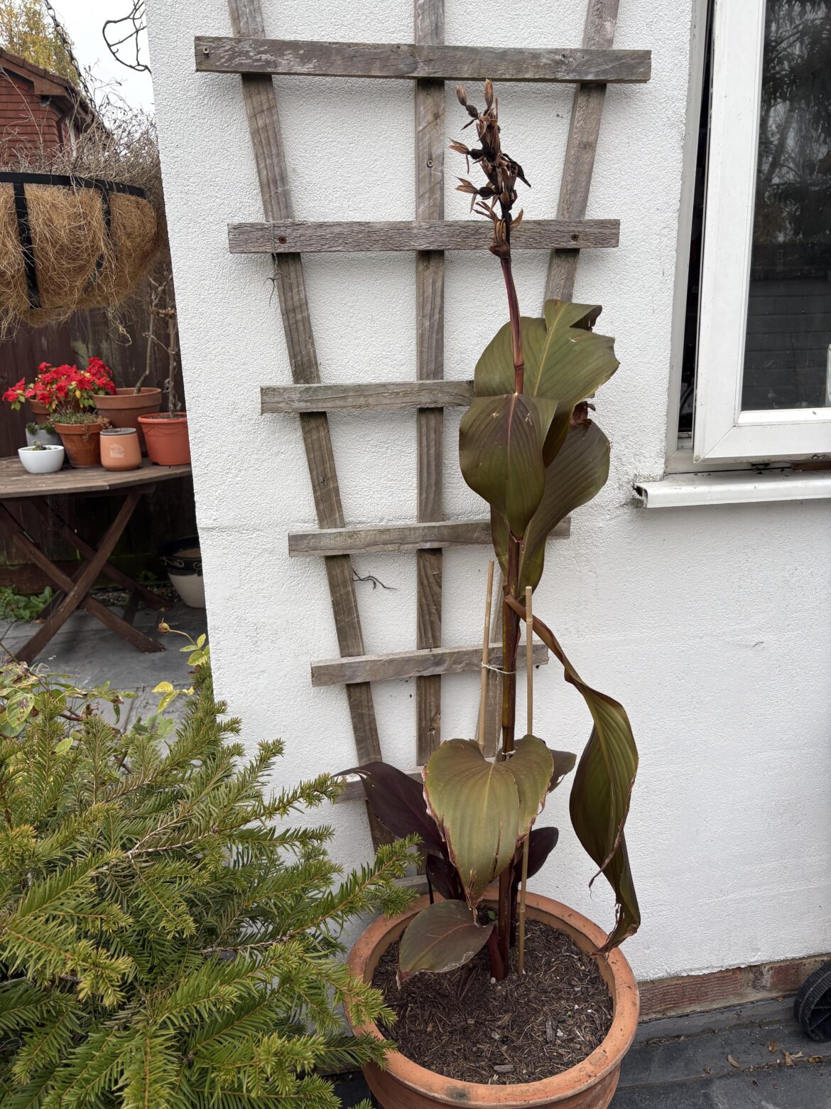 What should I do with this Canna over winter