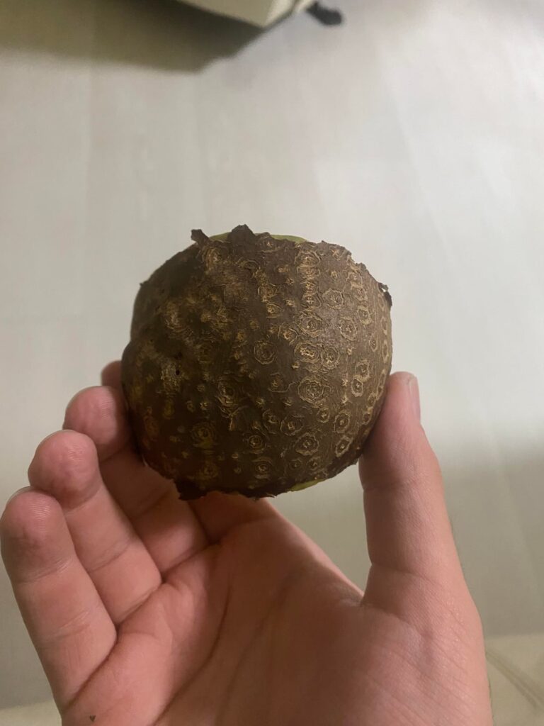 What is this brown fruit growing everywhere in my farm? What is this brown fruit growing everywhere in my farm?