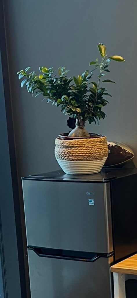 Before and After first pruning of this Ginseng Bonsai