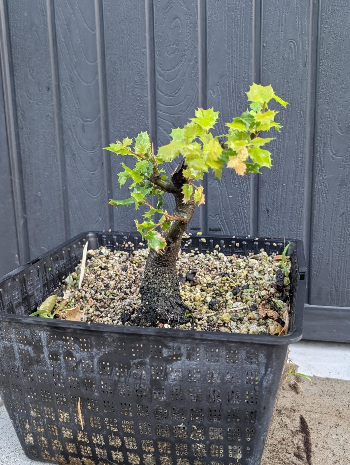 Tiny Coast Live Oak I've been working over the years