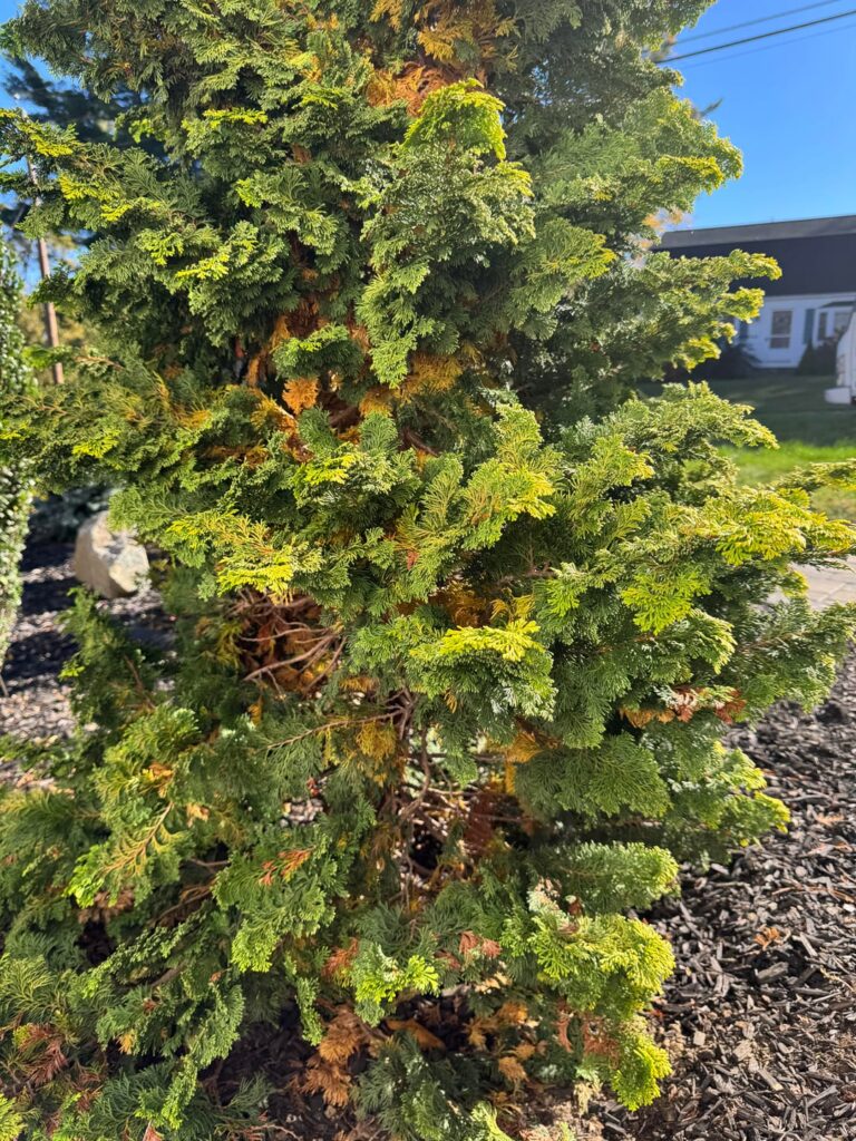 Golden Hinoke Cypress- Turning brown on inside.